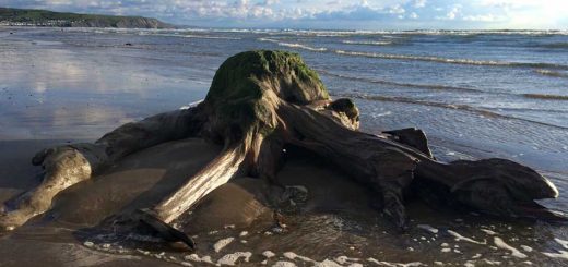Fossil Tree Stump