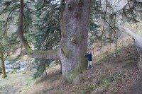 Morgan and a Big Tree