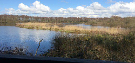 View From the Hide