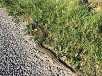 Adder