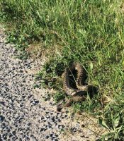Adder ready to Strike