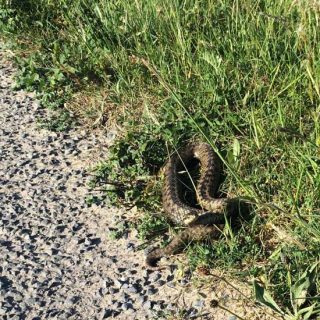 Adder ready to Strike