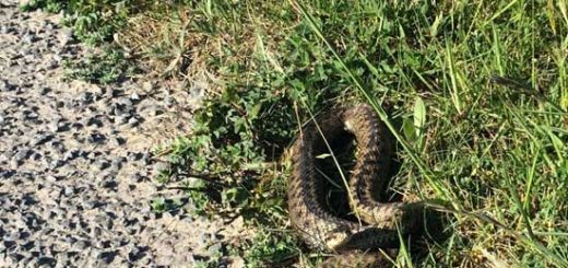 Adder ready to Strike