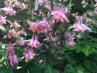 Aquilegia