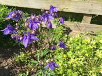 Aquilegia
