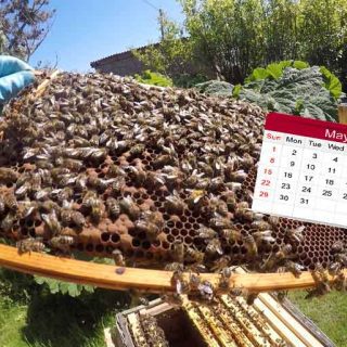 Beekeeping in May