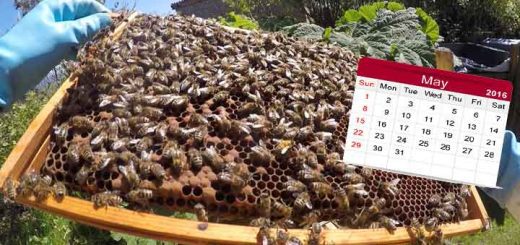 Beekeeping in May