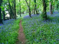 Bluebell Wood