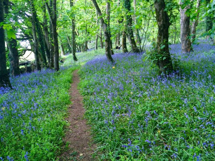 Bluebell Wood