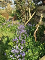 Bluebells