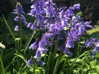 Bluebells