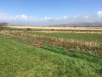 Borth Bog