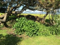 Bottom of the Garden