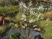 Cherry Tree