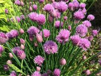 Chives