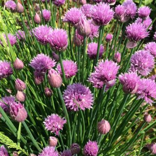 Chives