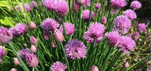 Chives