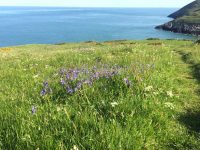 Coast Path Flowers