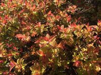 Fiery Spirea