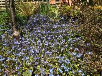 Forget me Nots