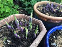 Hosta Shoots