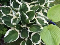 Hostas