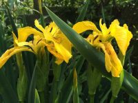Iris