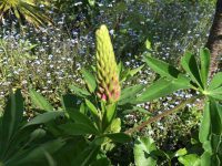 Lupin Bud