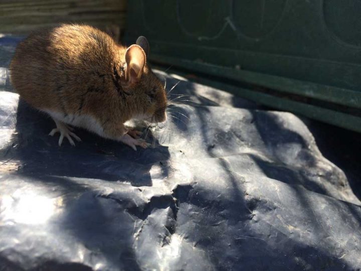 Mouse on the Compost Bin