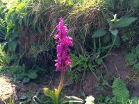 Orchid