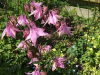 Pink Aquilegia