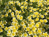 Poached Egg Plant