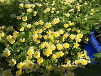 Poached Egg Plant