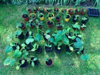 Pots