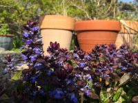 Purple Patch