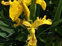 Yellow Flag