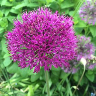 Alium