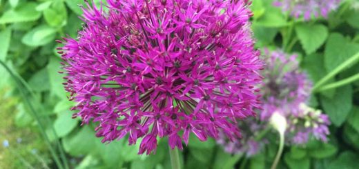 Alium