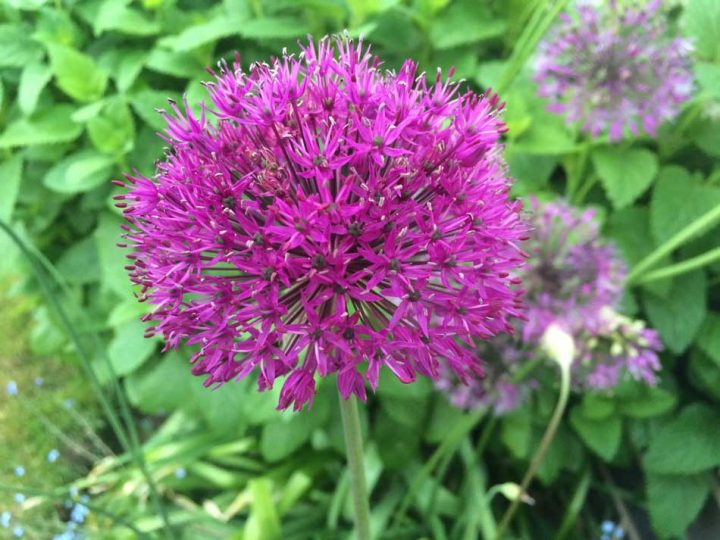 Alium