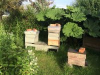 Apiary