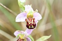 Bee Orchid