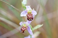 Bee Orchid