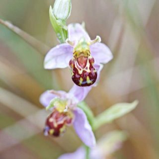 Bee Orchid