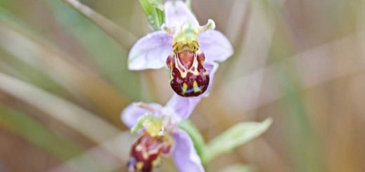 Bee Orchid
