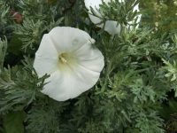 Bind Weed Trumpet