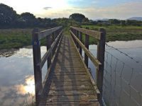 Bridge