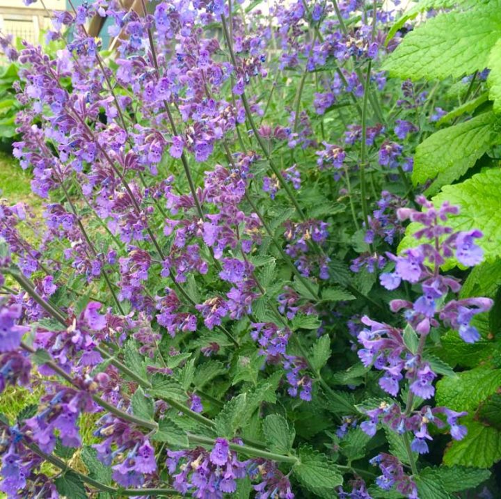 Cat Mint