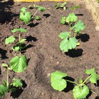 Courgettes
