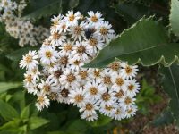 Daisy Bush