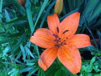 Day Lily